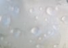 whatisthis3_cropped.jpg