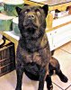 Gregory-Lee-dog2.jpg