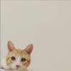 cat.png