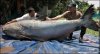 a_catfish_458.jpg