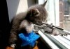 34cat.jpg