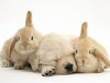 1148483Golden-Retriever-Puppy-Sleep.jpg