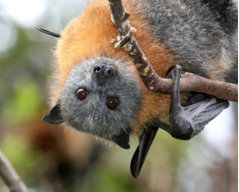 SayBatPaw