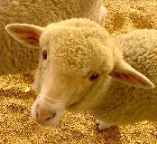 astrolamb