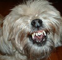 bradog