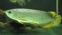 chief186
