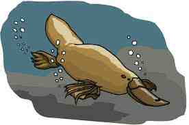 ornithorinchus