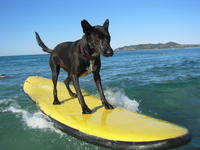 Woof Woof
