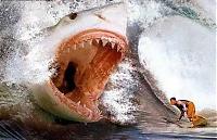 sharkbite01