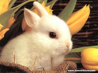 Chungy