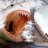 sharkbite01